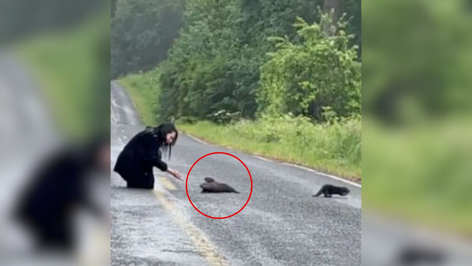 Couple Stopped On A Road In Washington After Noticing A ‘Clump Of Dirt’ Only To Realize It’s Something Else