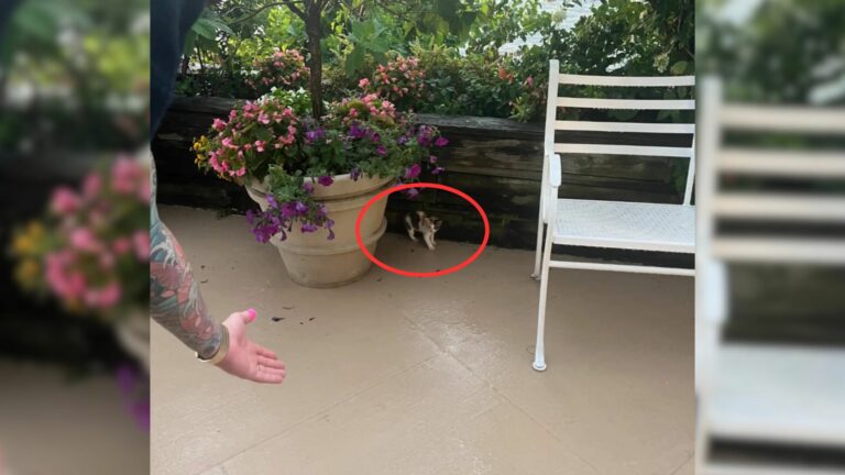 tiny kitten