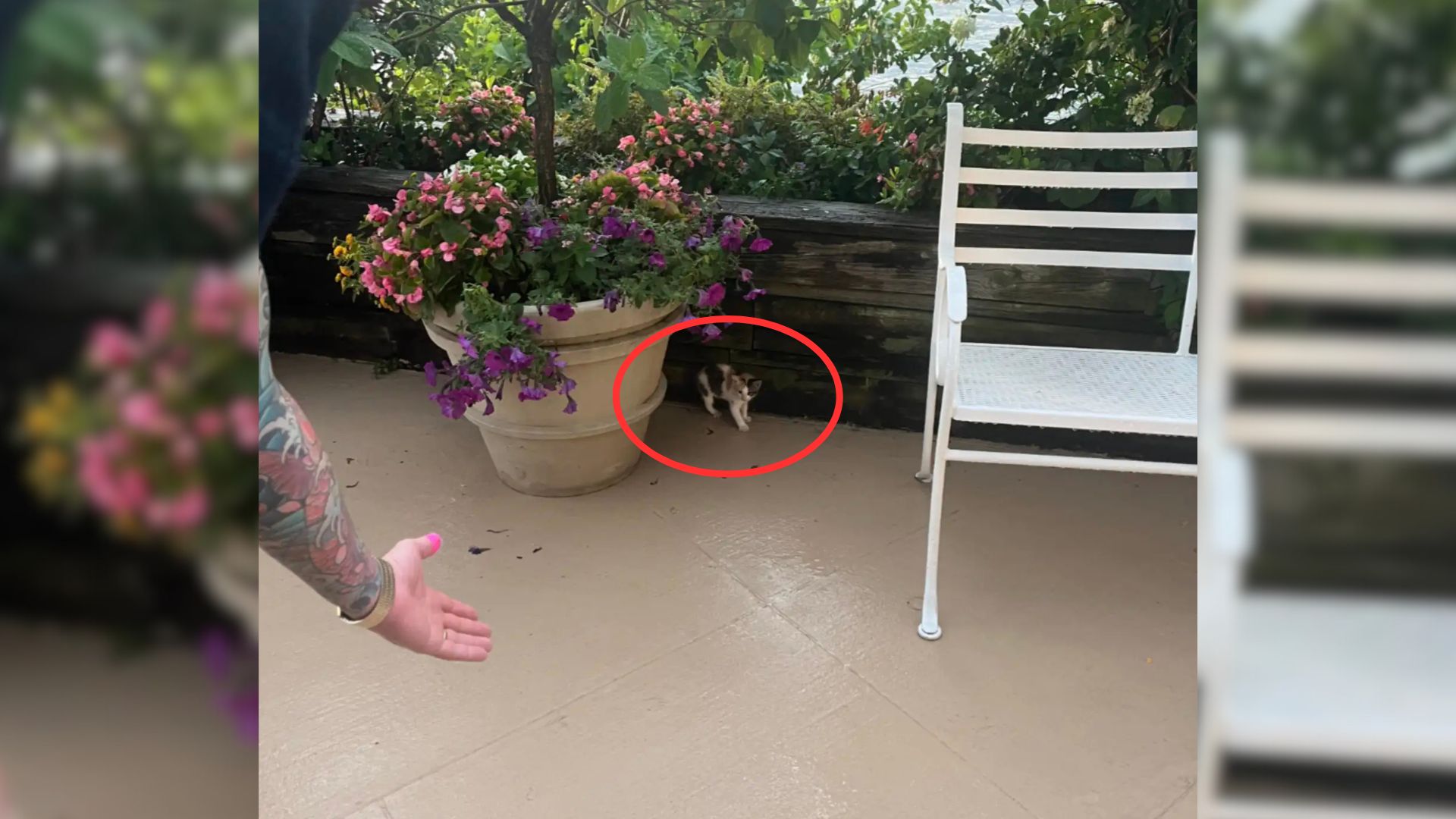 tiny kitten