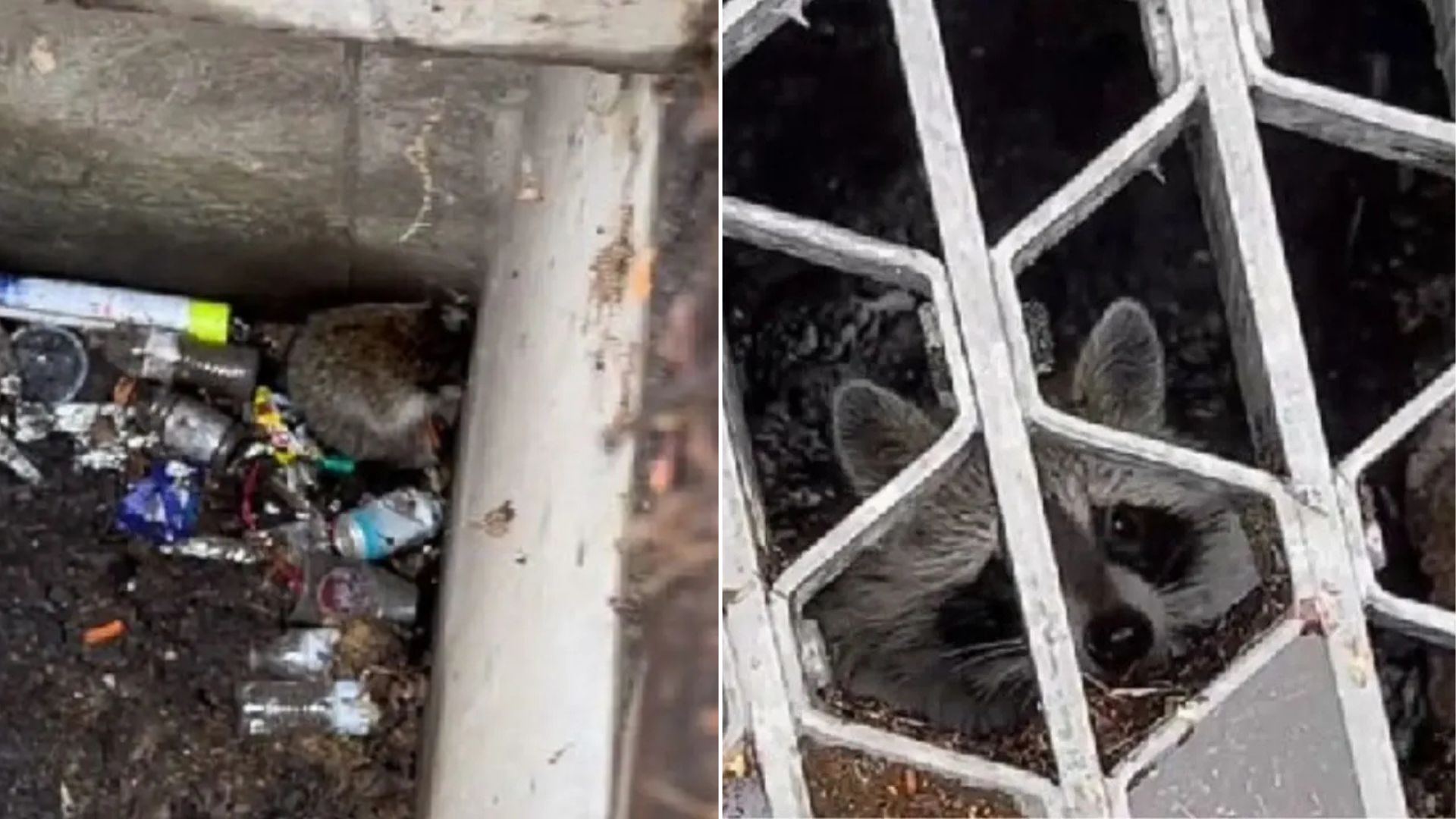 Cries From A Storm Drain Lead To A Remarkable Rescue In New York