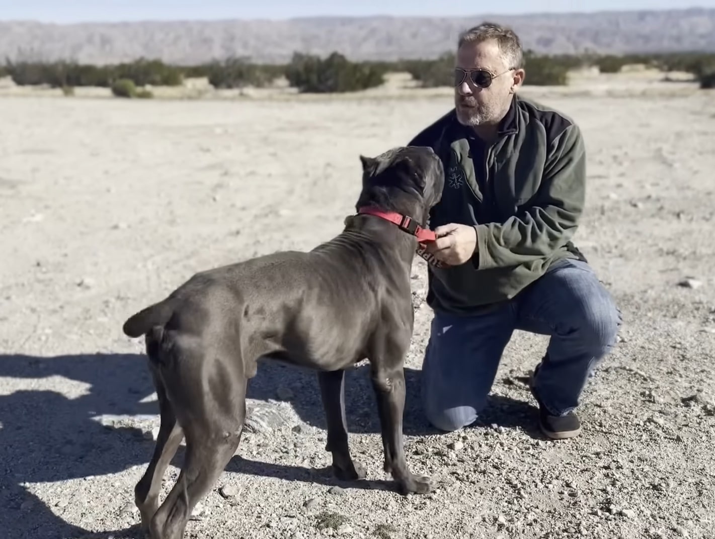 Cute Cane Corso