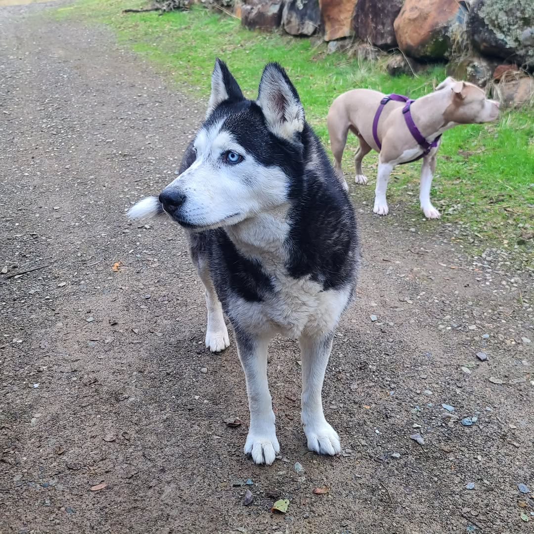 Cute Husky
