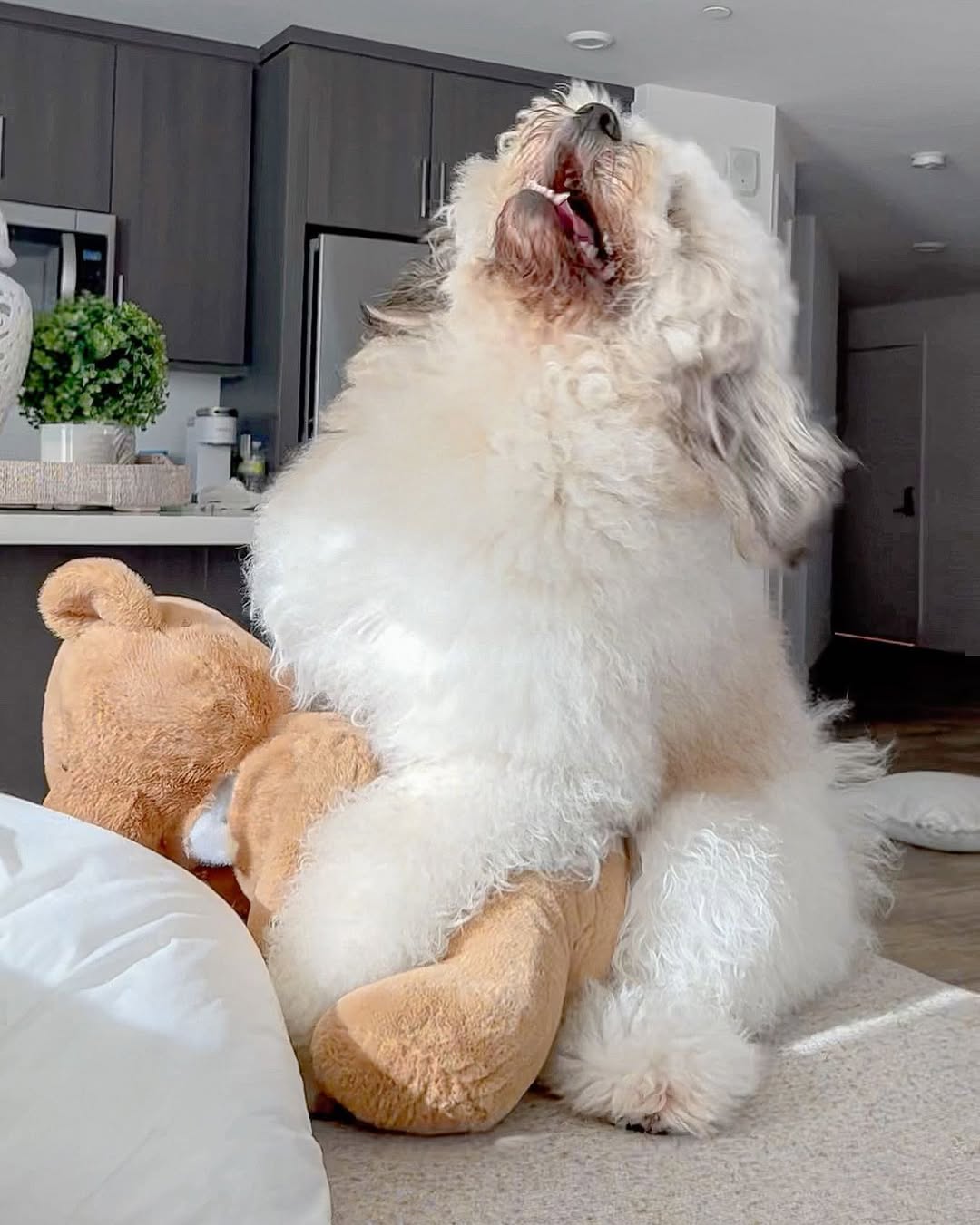 Cute dog with toy