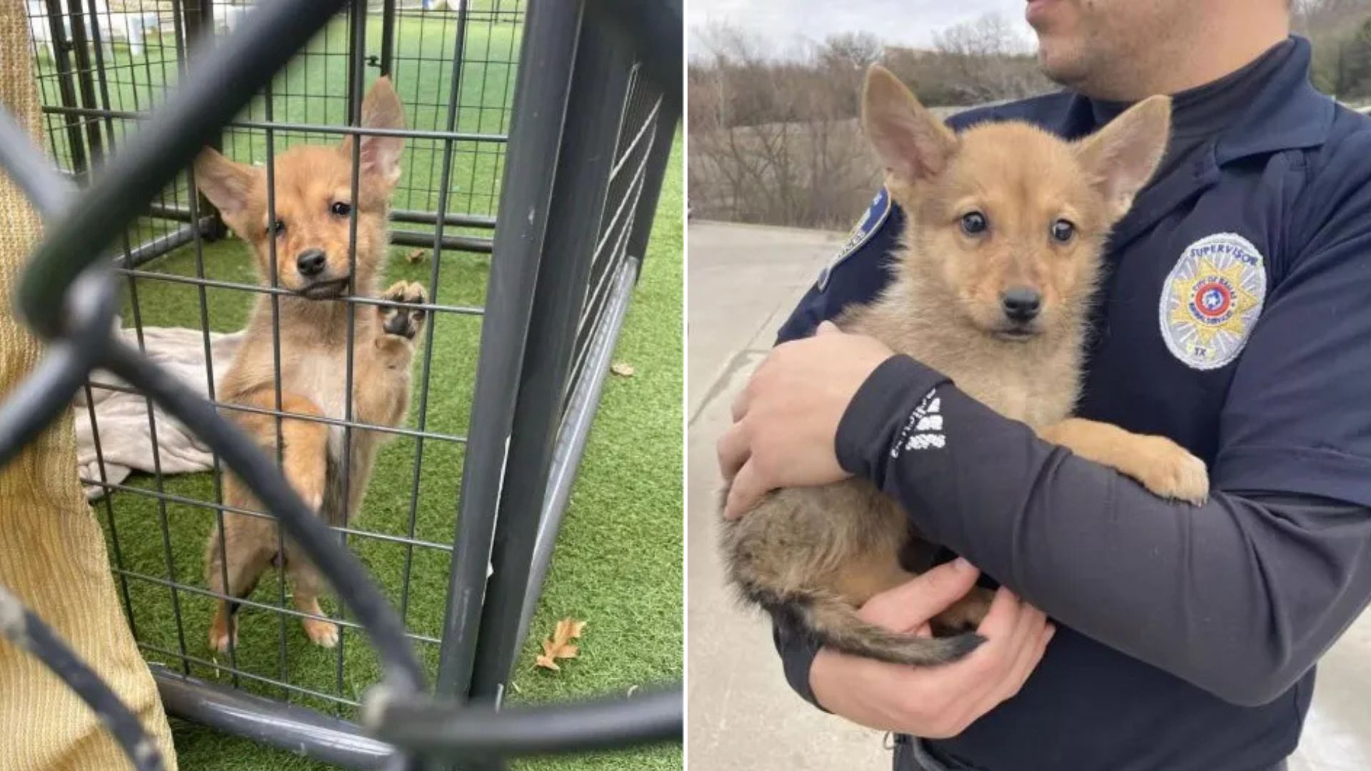 DNA Test Reveals The Shocking Identity Of Tiny Animal Rescued By Texas Police Department