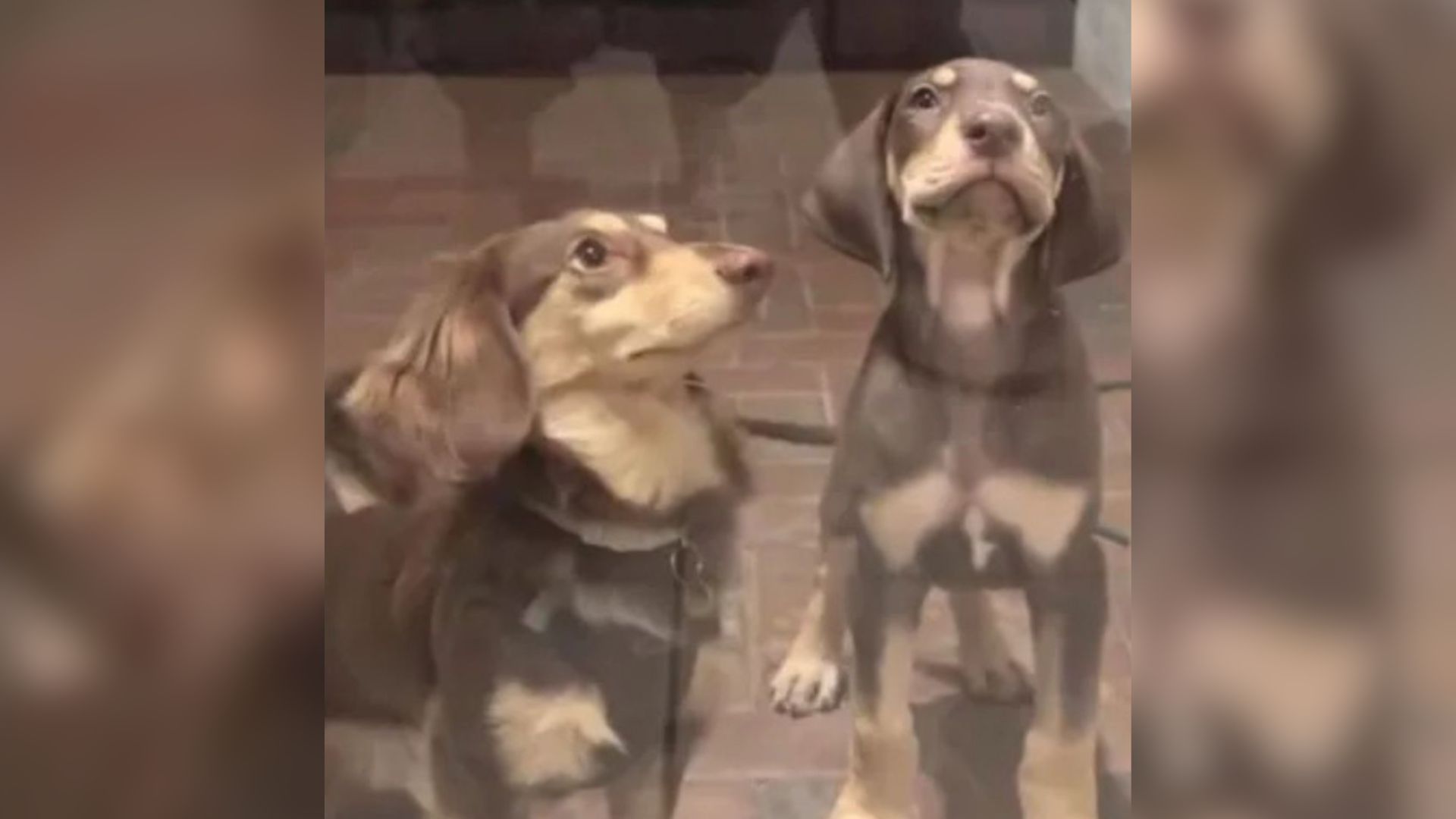 Dachshund Thinks His New Florida Puppy Sibling Looks Like Him, Until He’s Shocked By What Happens Next