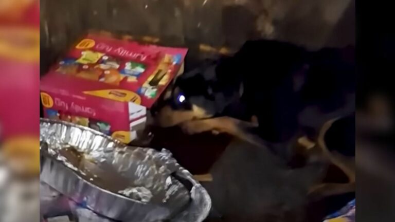 scared dog