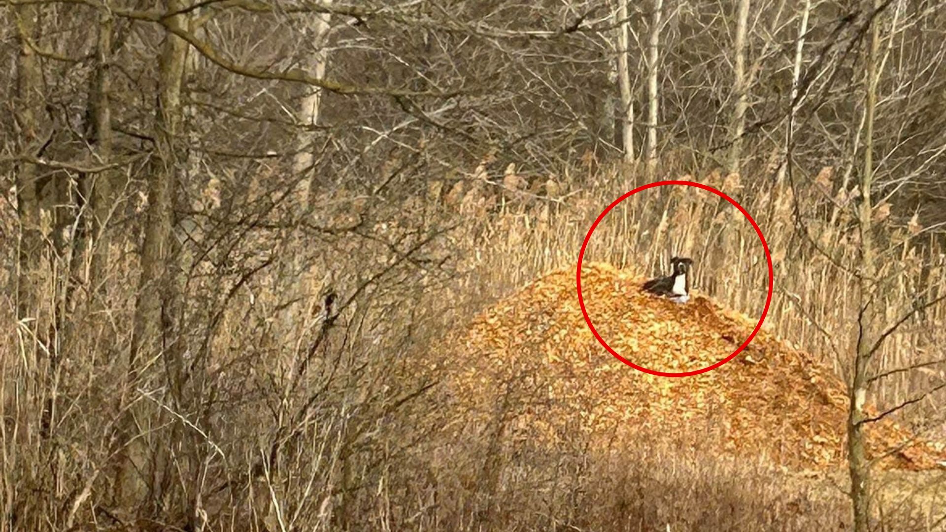 dog in forest