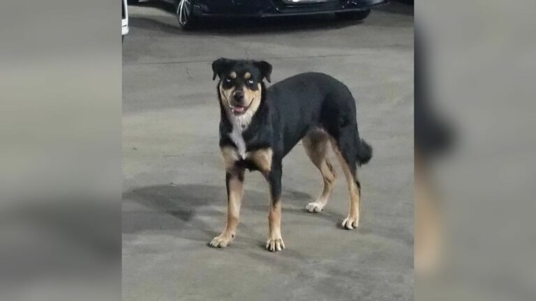 Desperate dog