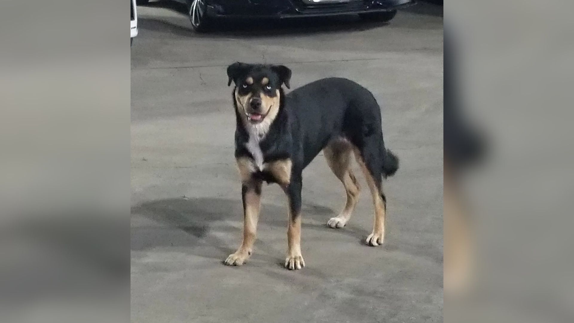 Desperate dog