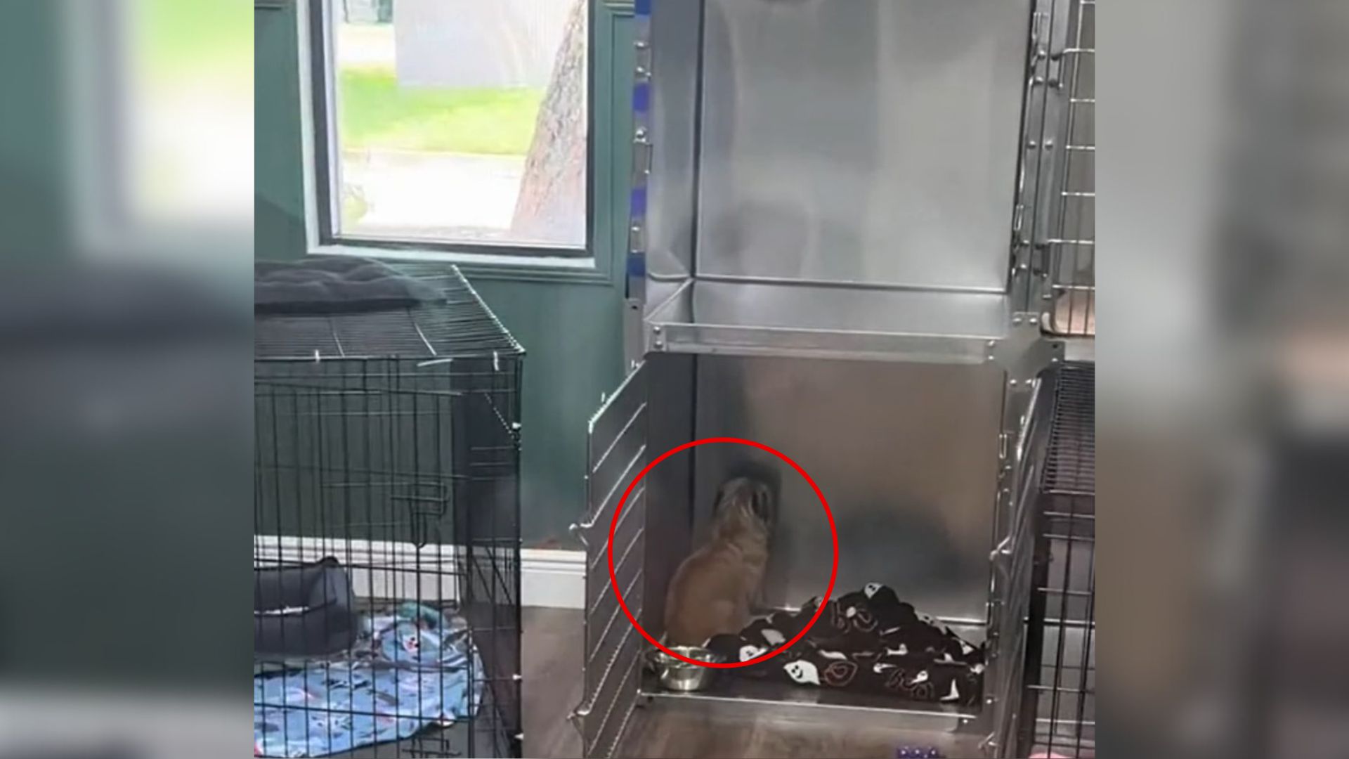 Devastated Dog In Florida Shelter Stares At The Wall For Hours After Giving Up Hope Of Being Adopted