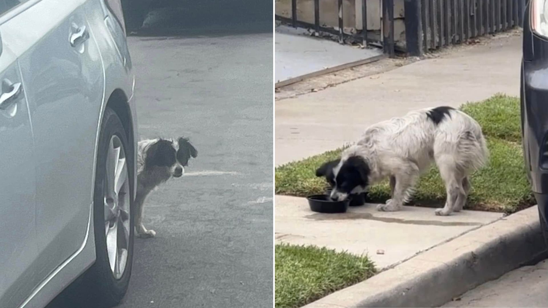 dog abandoned along busy road