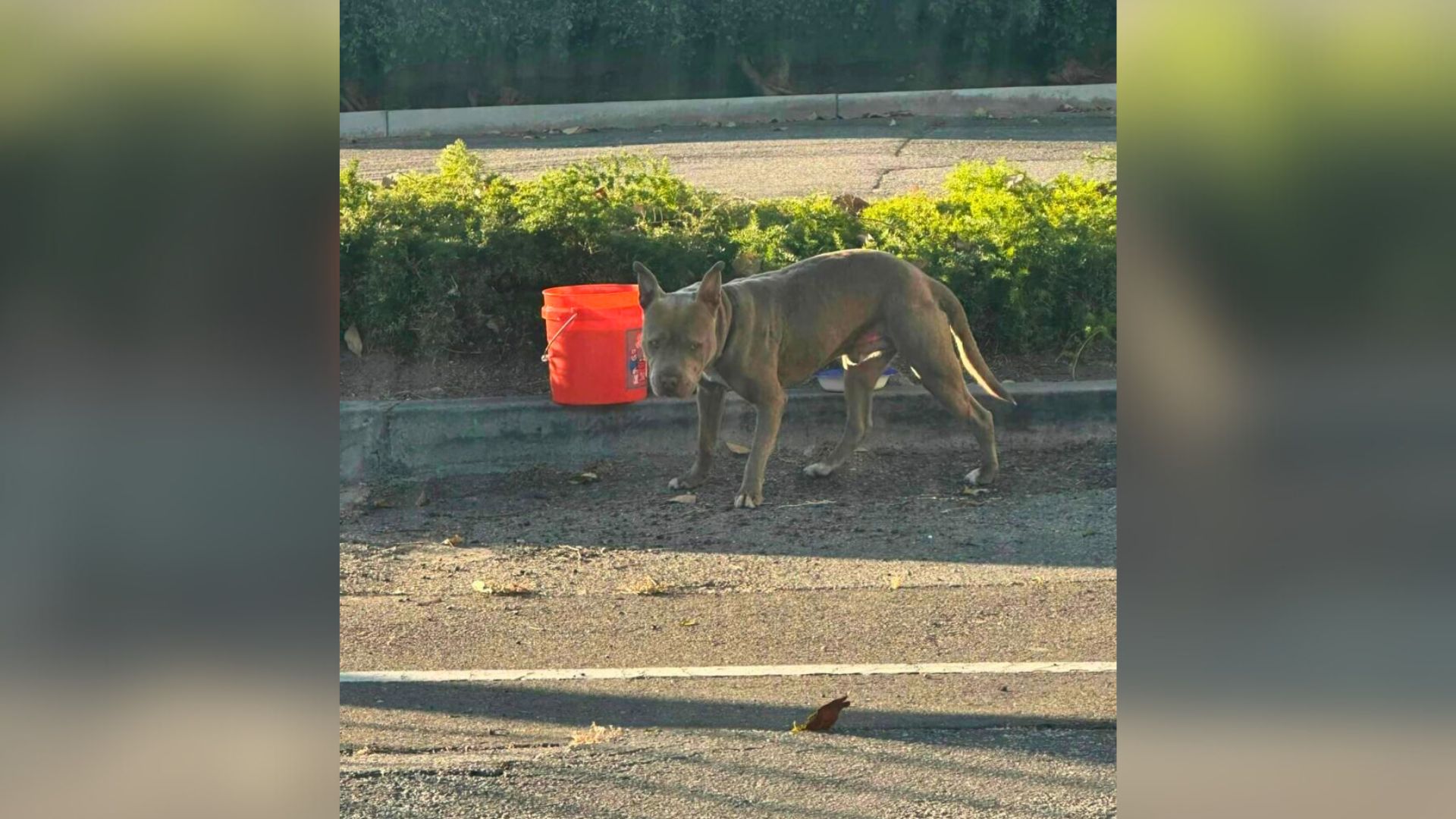 Dog Abandoned From A Moving Car In California Looks So Sad It Crushes His Rescuers