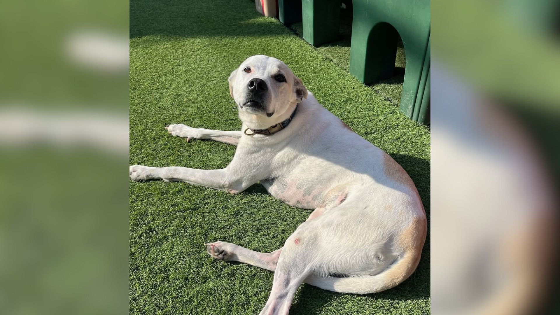 dog laying down