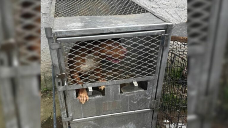 dog in metal crate