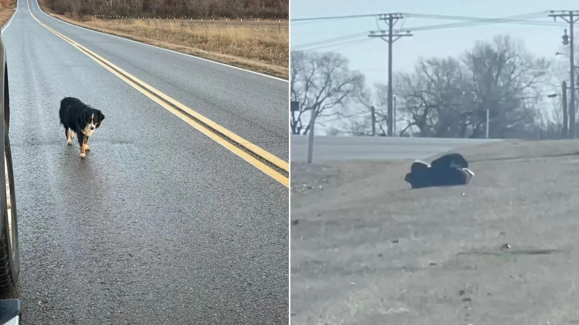 dog on road