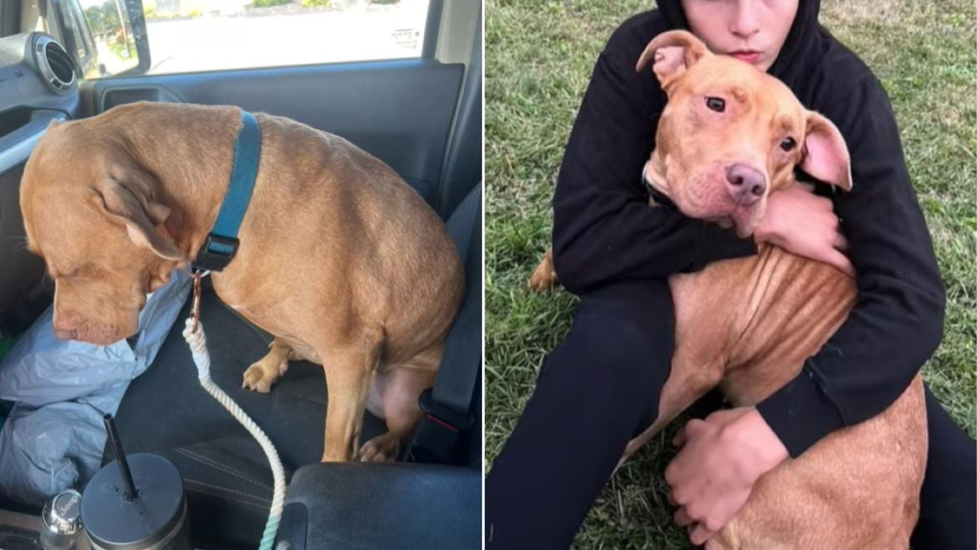 Dog In Pennsylvania Hesitates To Return To Shelter After An Outing, Unaware A Big Surprise Awaits