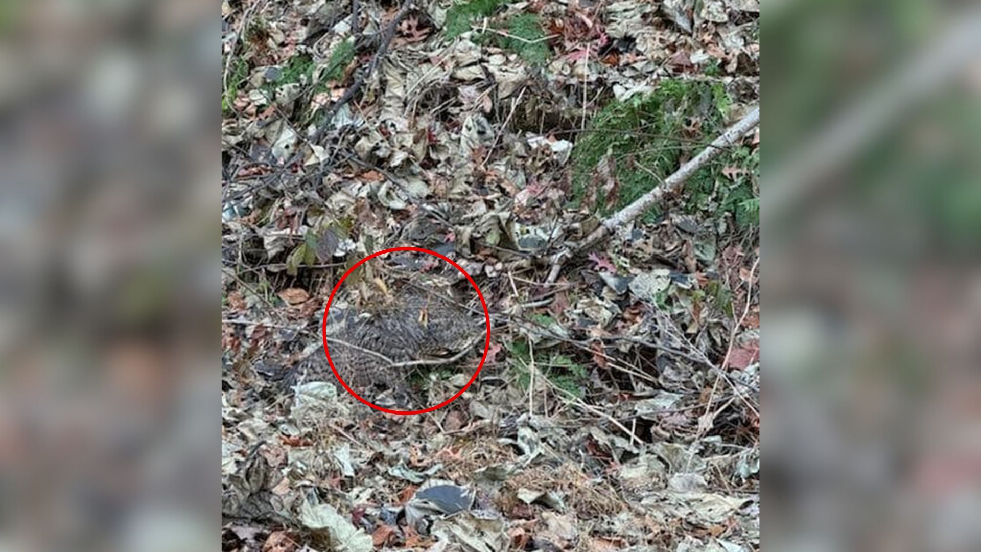 Dog In Pennsylvania Urgently Leads Owner To Leaf Pile, Revealing Injured Owl In Need Of Help