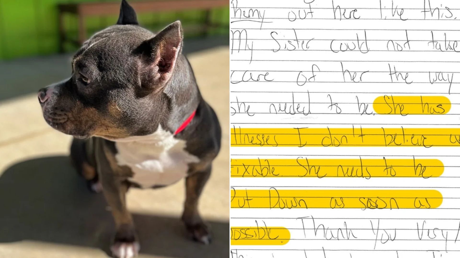dog with note