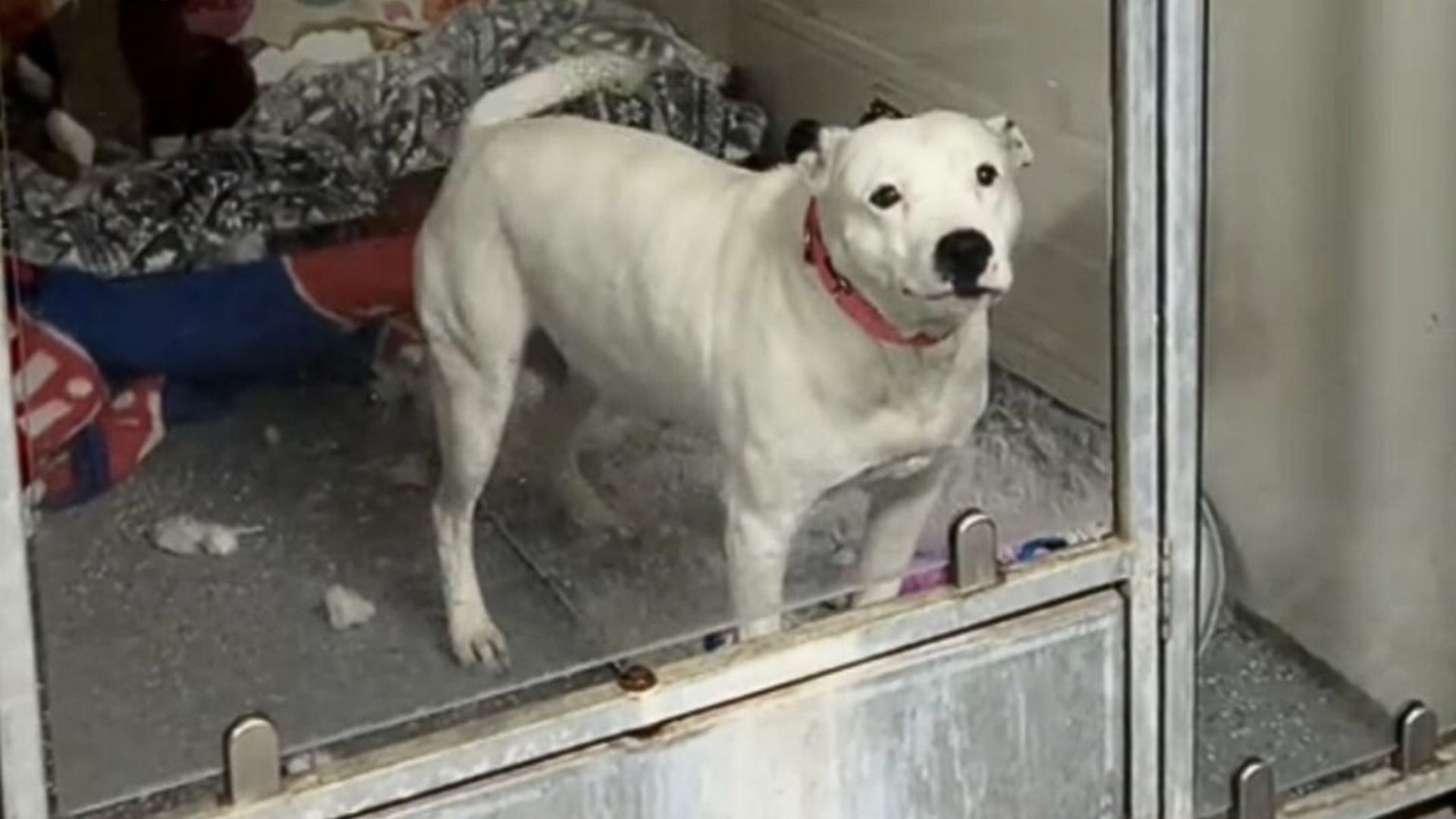 white dog in shelter