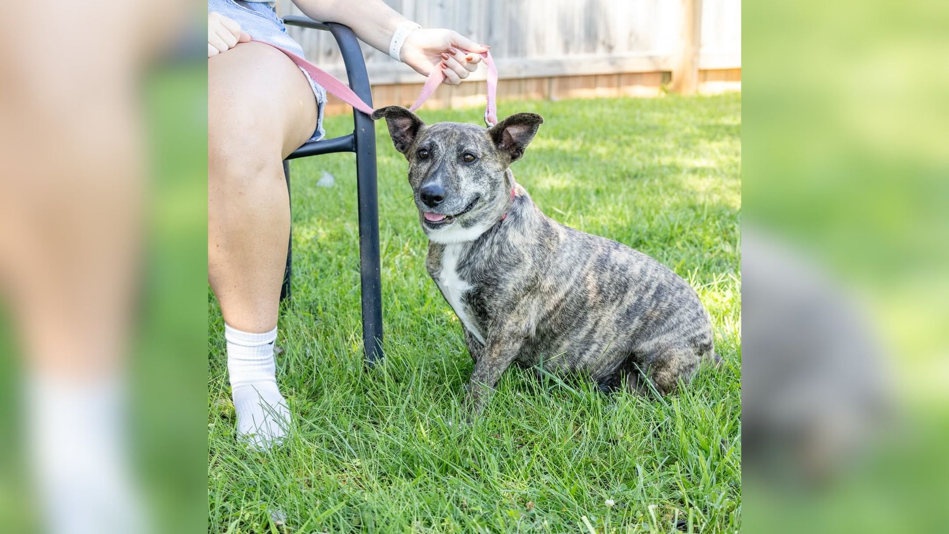 Dog Rescued From North Carolina Breeder Has The Sweetest Habit When She’s Happy