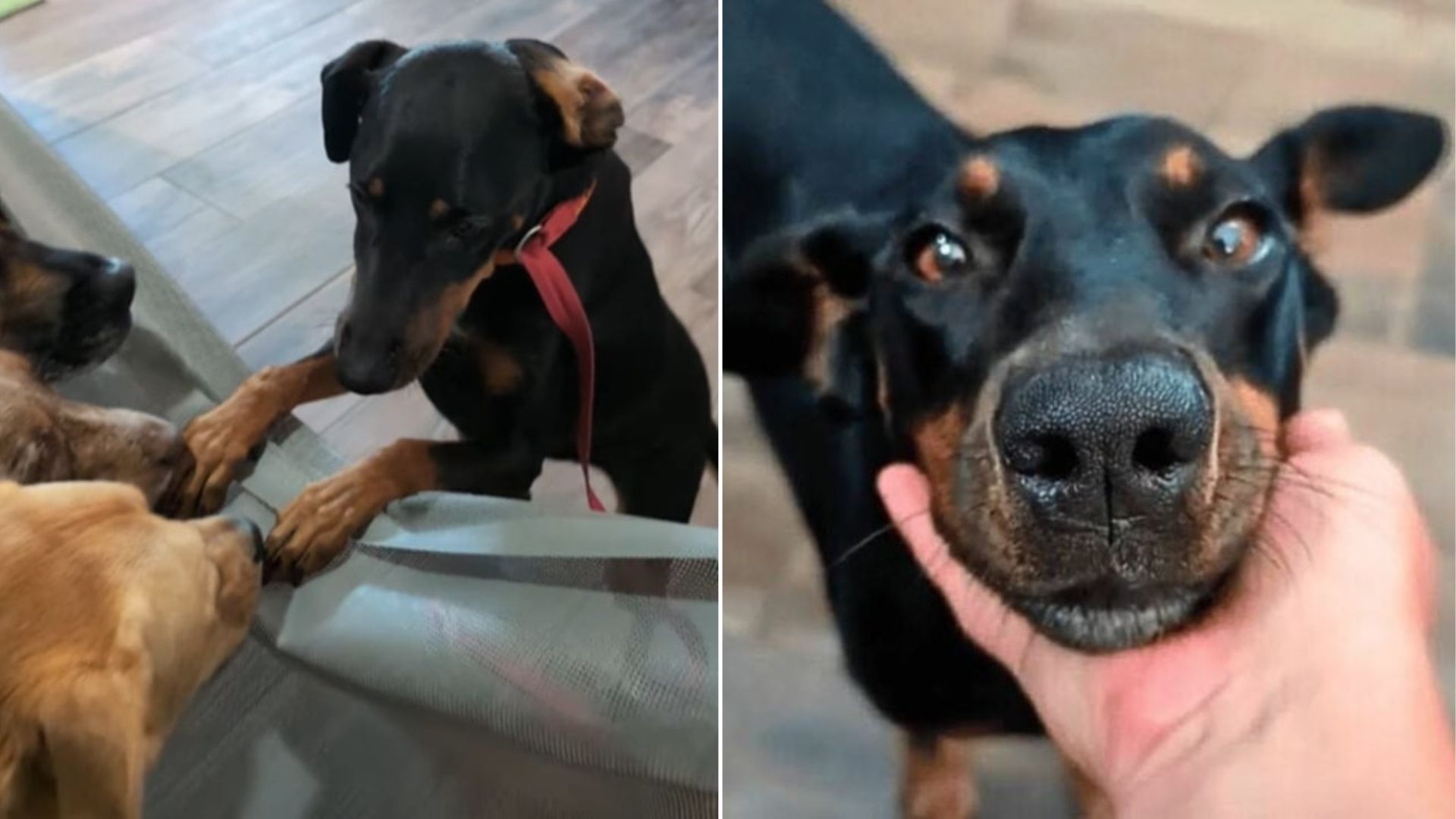 Dog Saved From Crash Thought She Found Love, But Neglect Sent Her Back To Oklahoma Shelter
