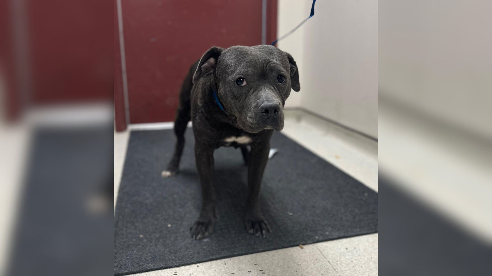 Dog Saved From Texas Dumping Site Had ‘Only Months To Live,’ But Then Something Surprising Happened