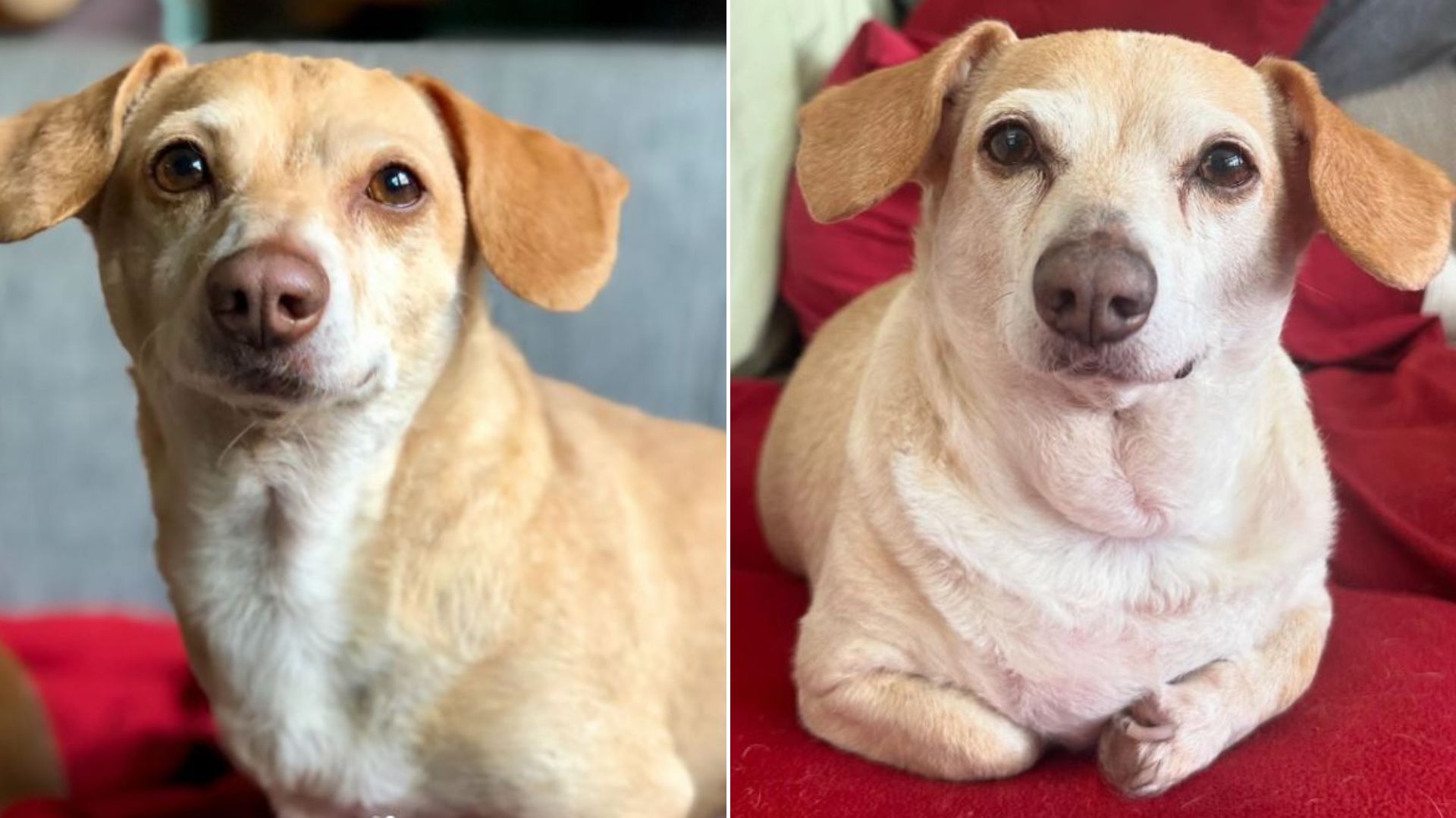Dog Scheduled For Euthanasia At Nevada Shelter Due To Paralysis Finally Gets A Second Chance