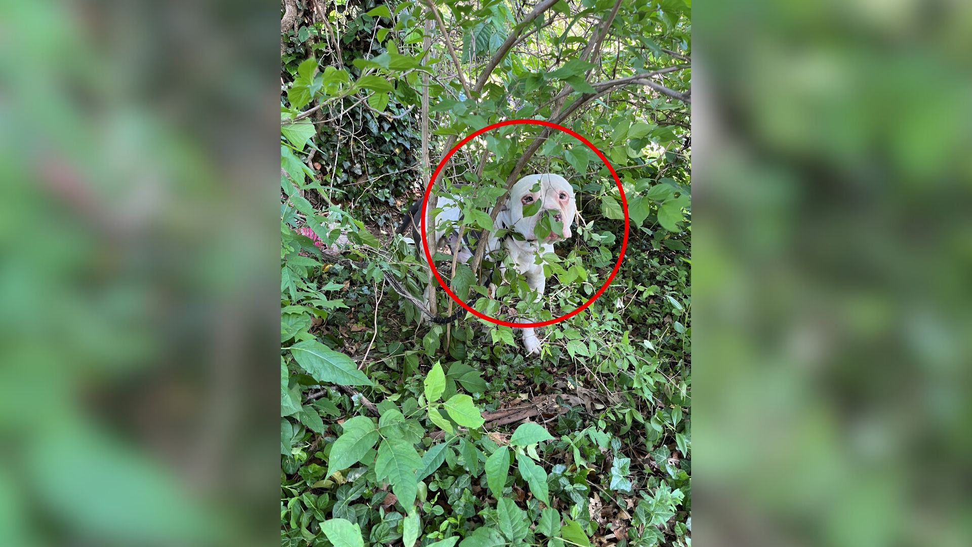 dog standing in bushes