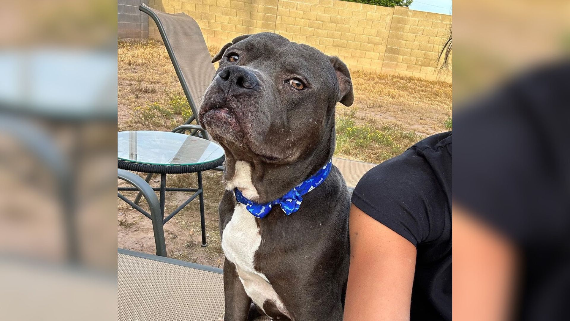 Dog That Looks Old Is Overlooked At Arizona Shelter Because People Think He’s Mean