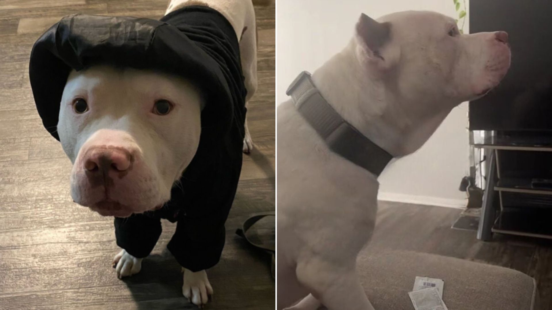 traumatized pitbull dog