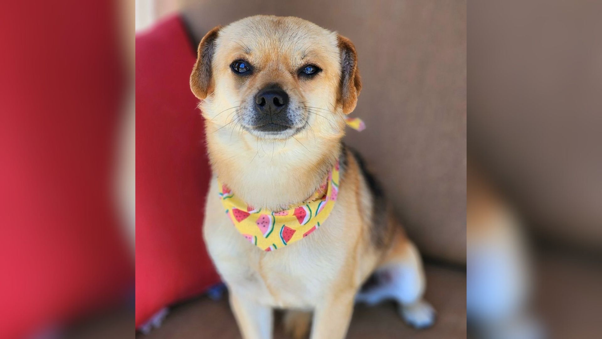 Dog Who Lost His Home After Owner’s Eviction Gets A Fresh Start Thanks To California Rescuers