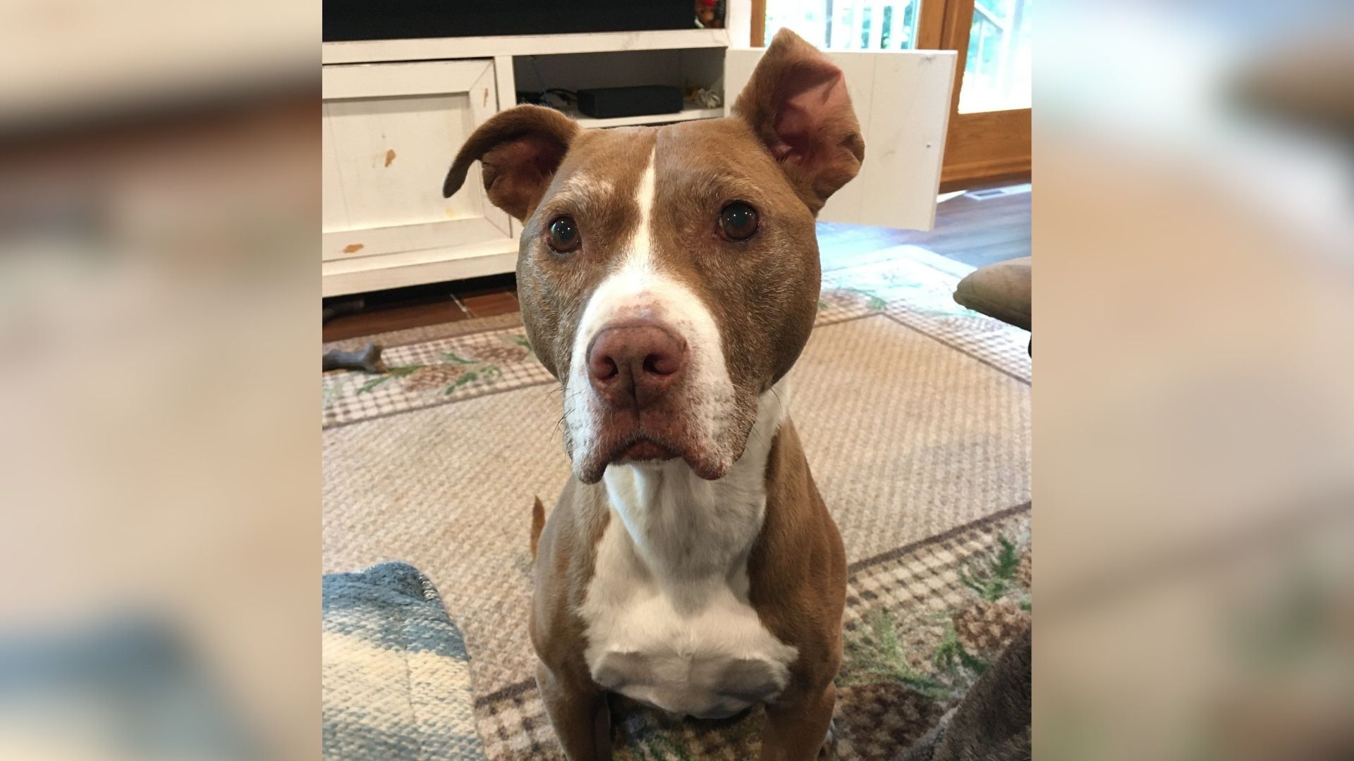 adopted dog