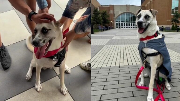 sweet adopted dog
