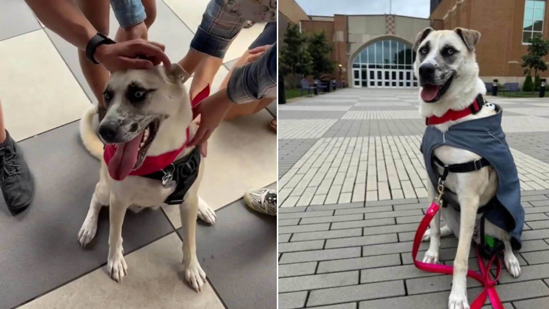 Dog Who Spent 933 Days In Illinois Shelter Rejoices When She Realizes Staff Prepared Goodbye Party For Her