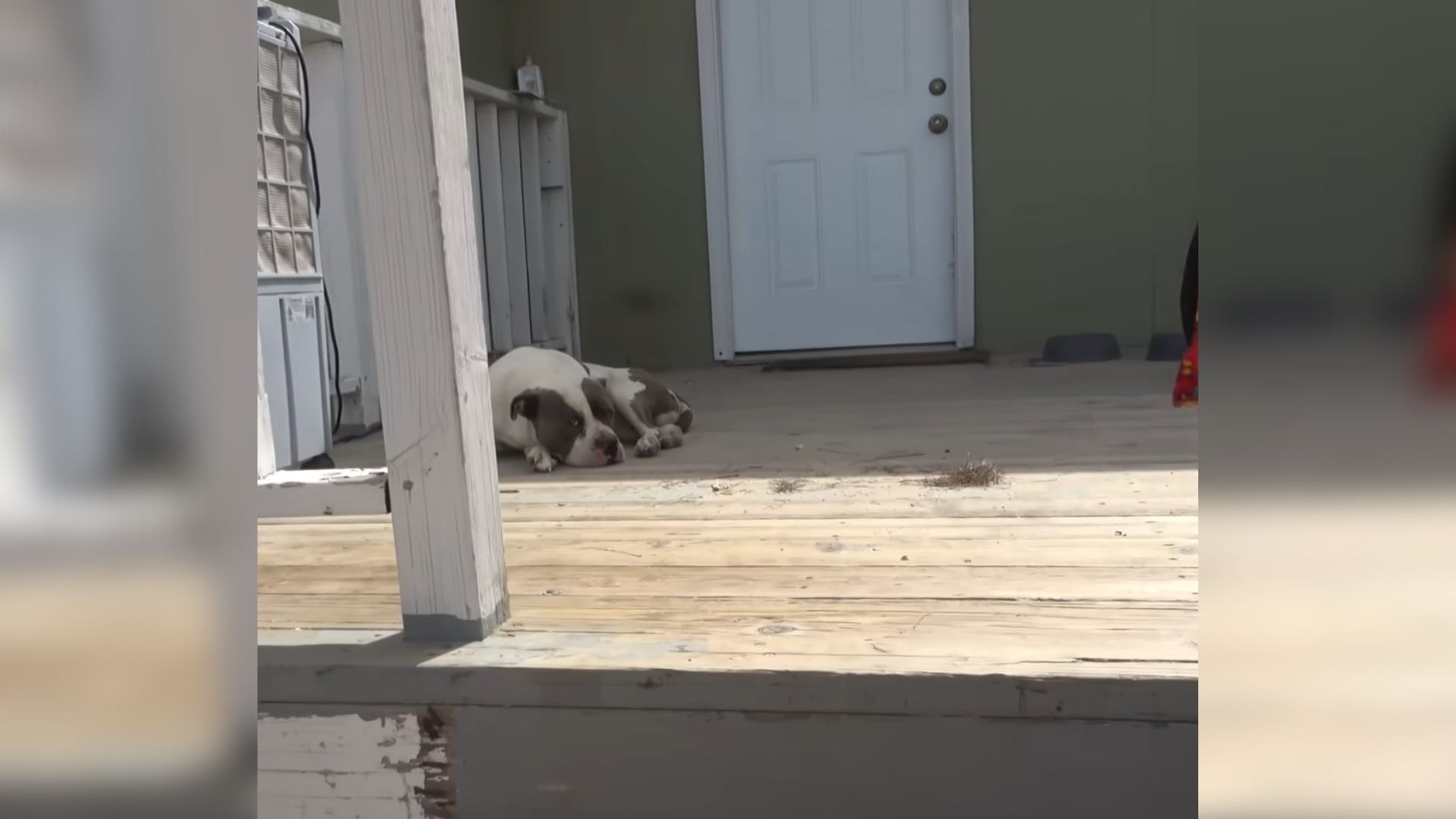 Dog With Deformed Legs Sticks To A Porch In A California Neighborhood, And Turns Out To Be The Right Choice
