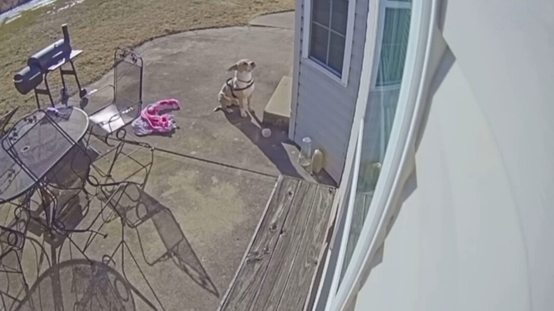 dog in front of the door