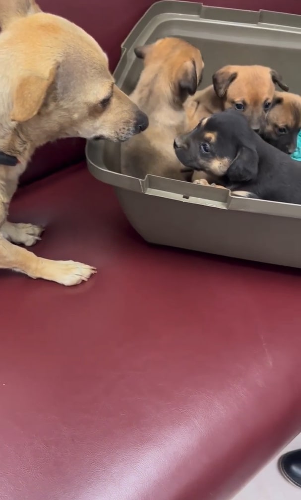 Dog and puppies