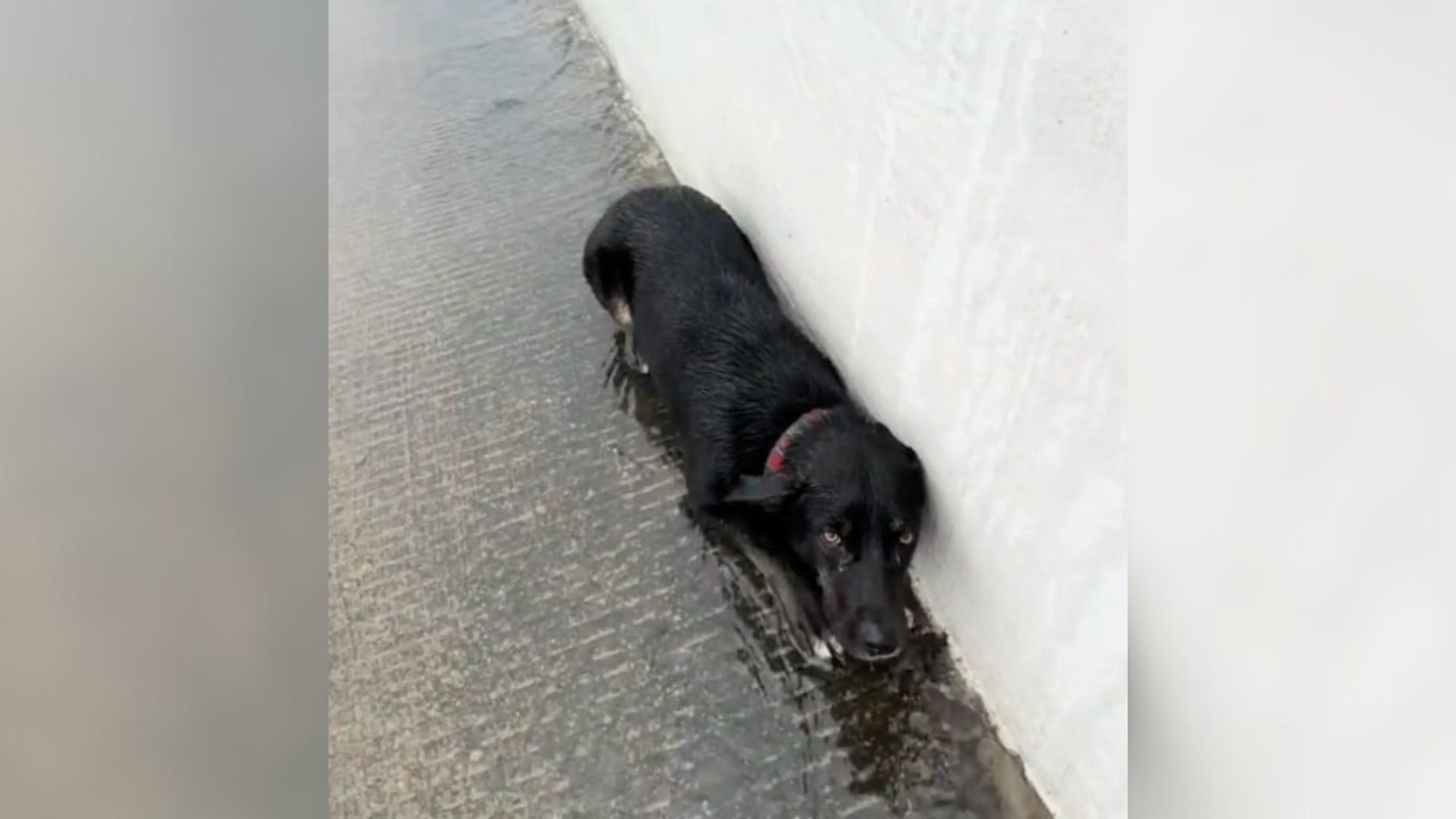 dog lying on rainy road