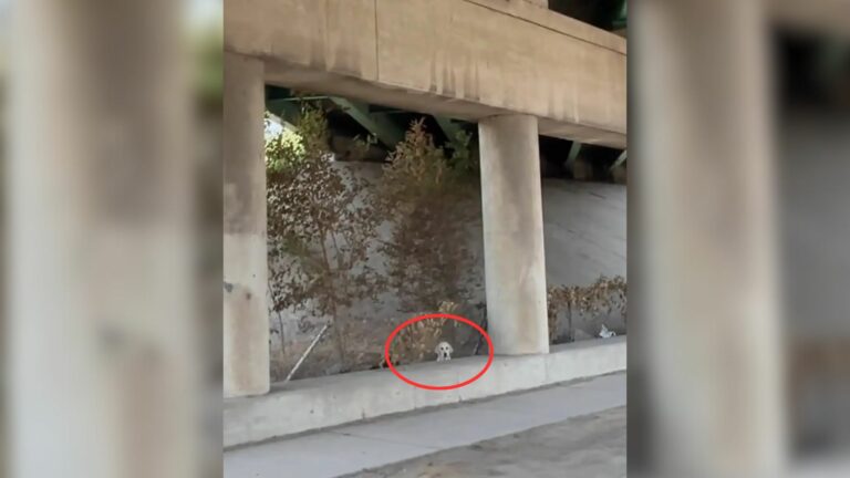 abandoned dog