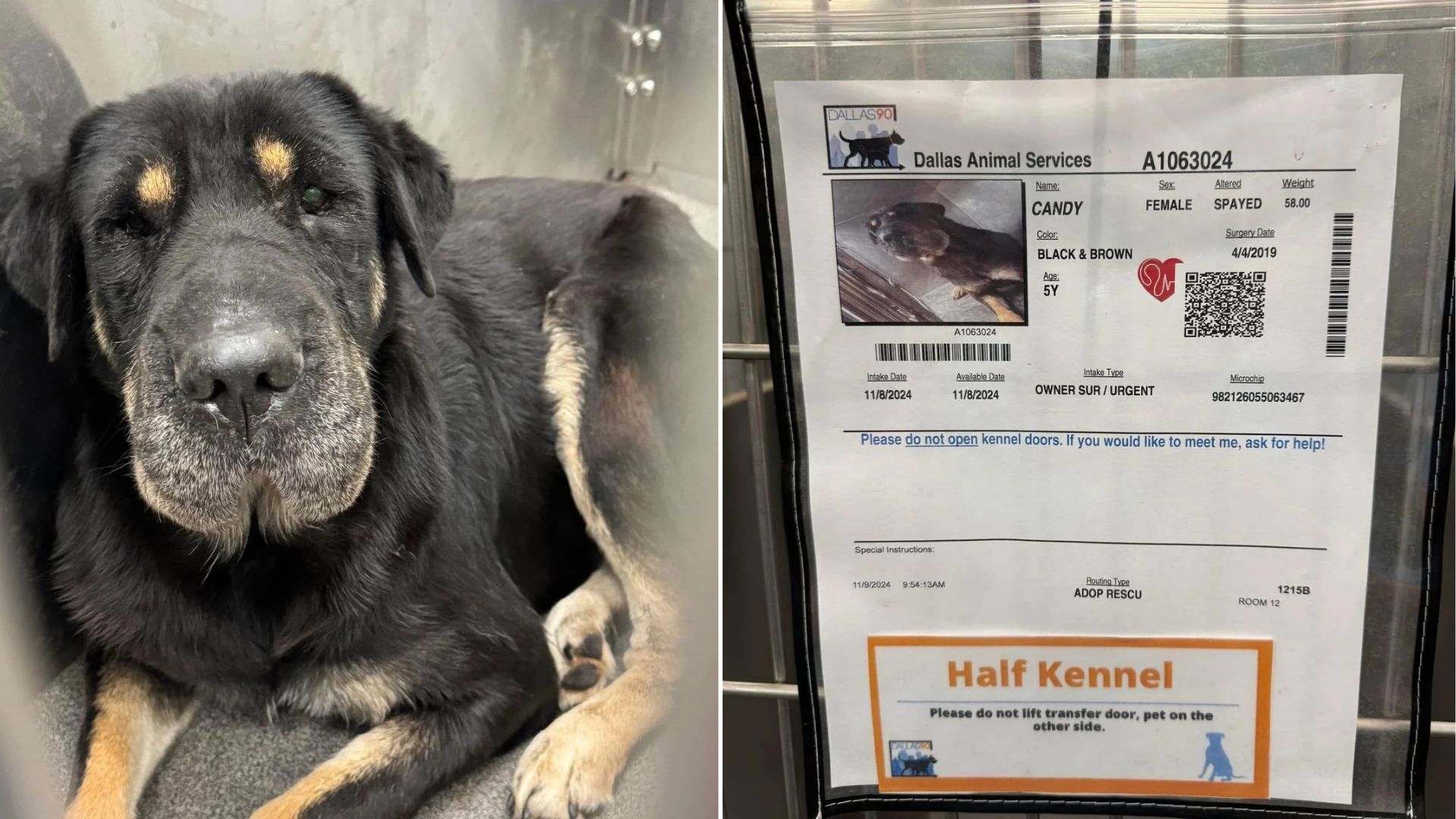 missing dog