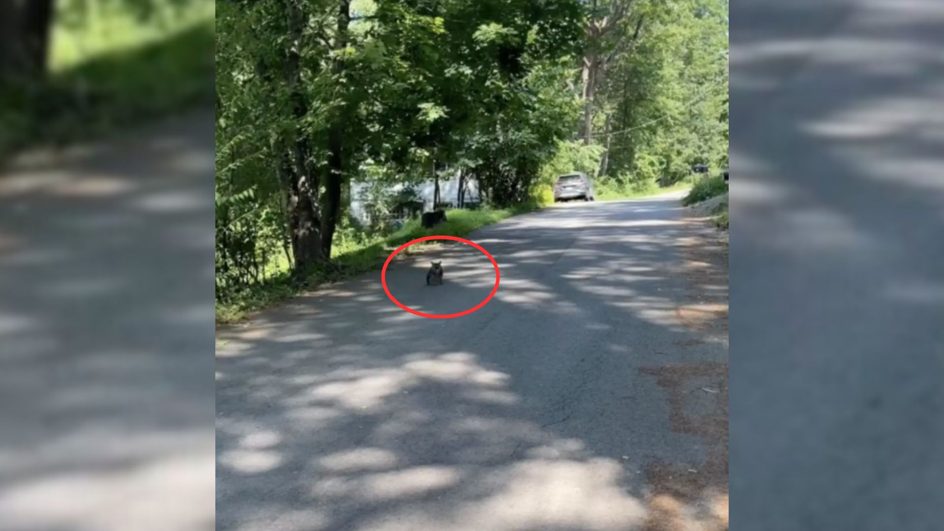 animal on road