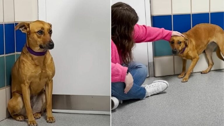 fearful dog hiding in the kennel