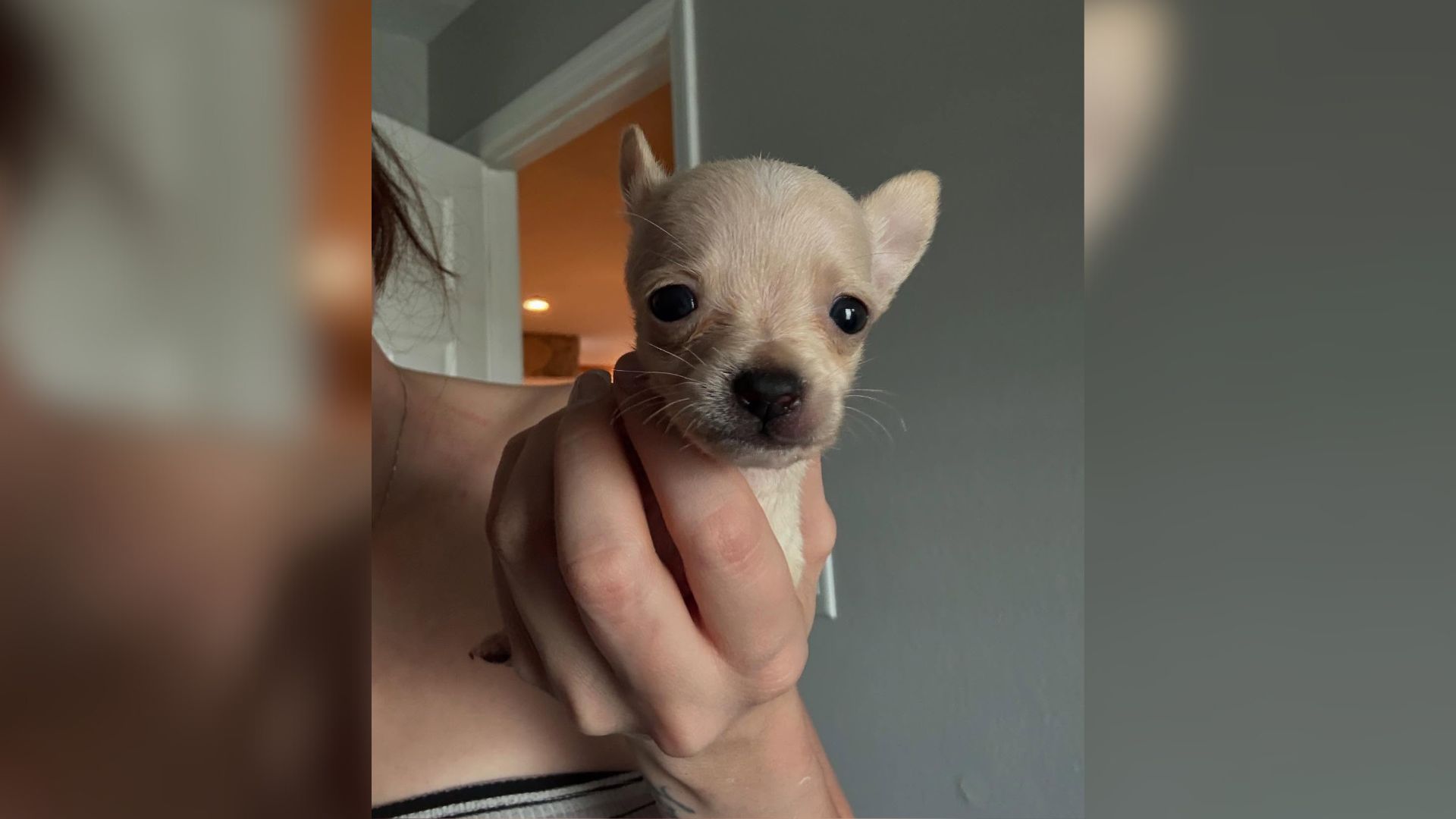 Florida Chihuahua Born Without Front Legs Wins Hearts With Her Wheelchair Journey