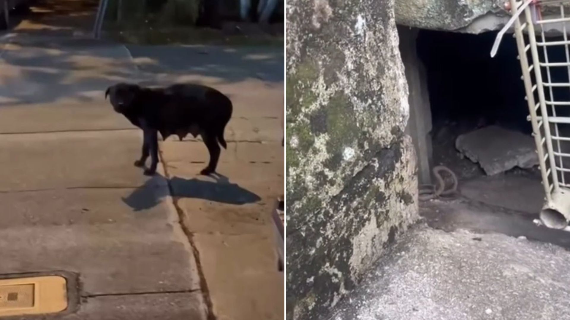 black dog