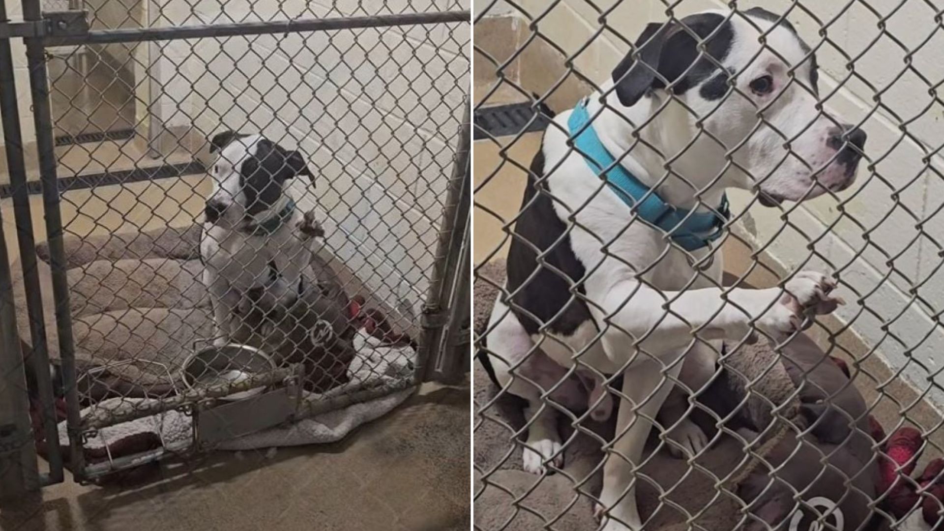dog behind bars