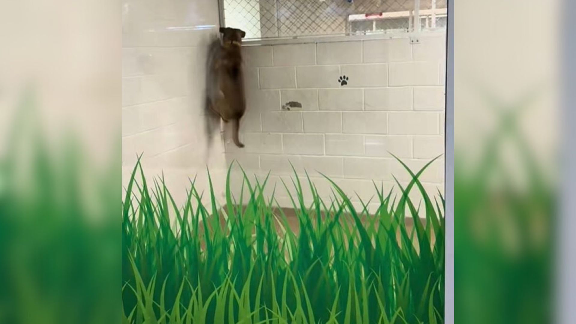 dog in shelter