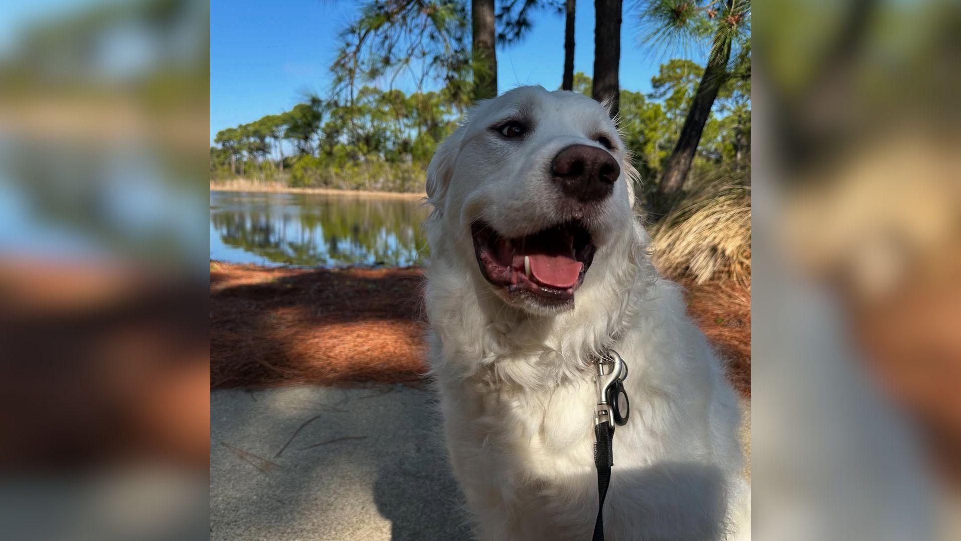deaf dog