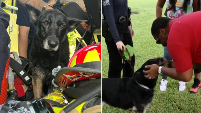 firefighters and dog