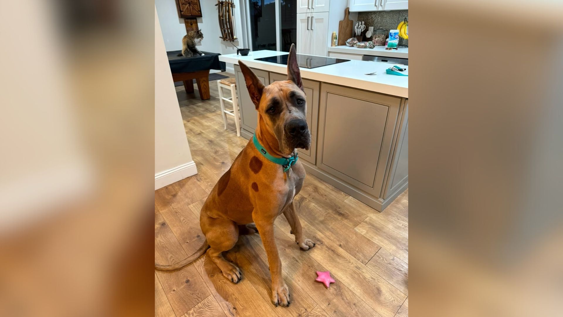 big dog in the kitchen