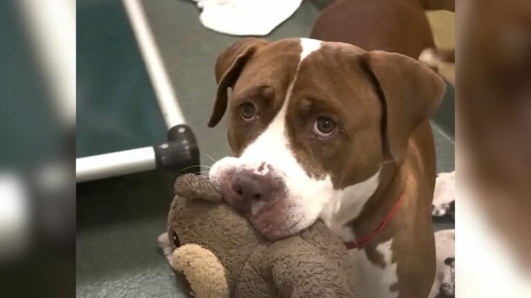dog in shelter
